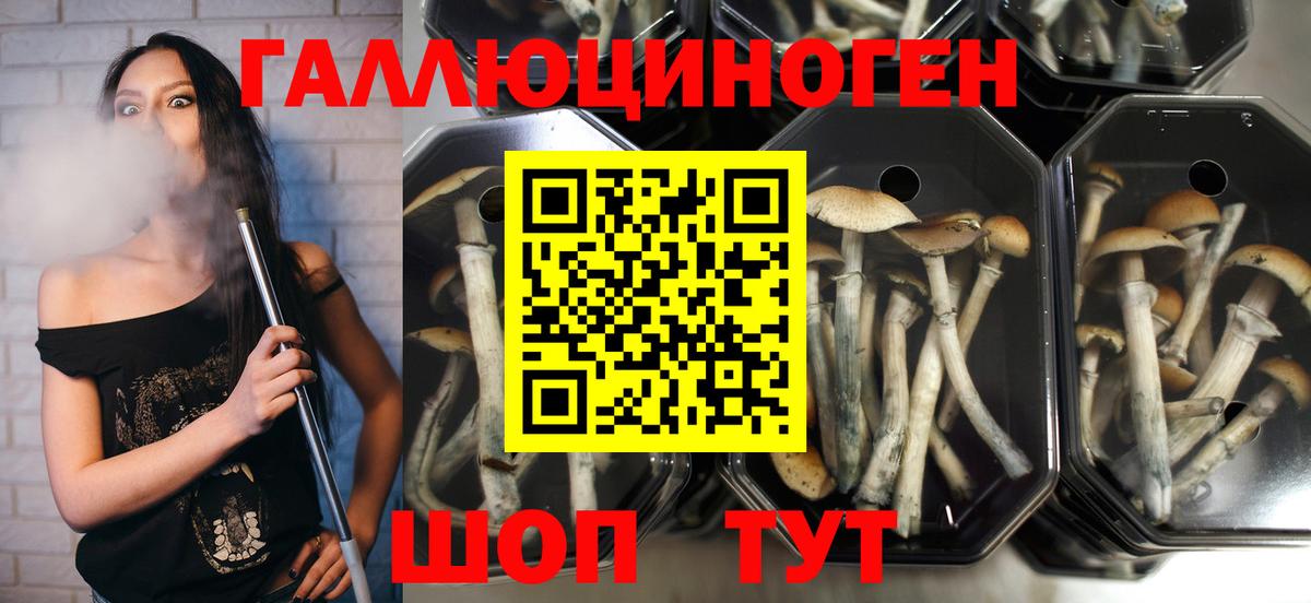 Нижний Новгород  Галлюциногенные грибы Psilocybe  Вход с VPN 